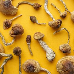 Dried magic mushrooms