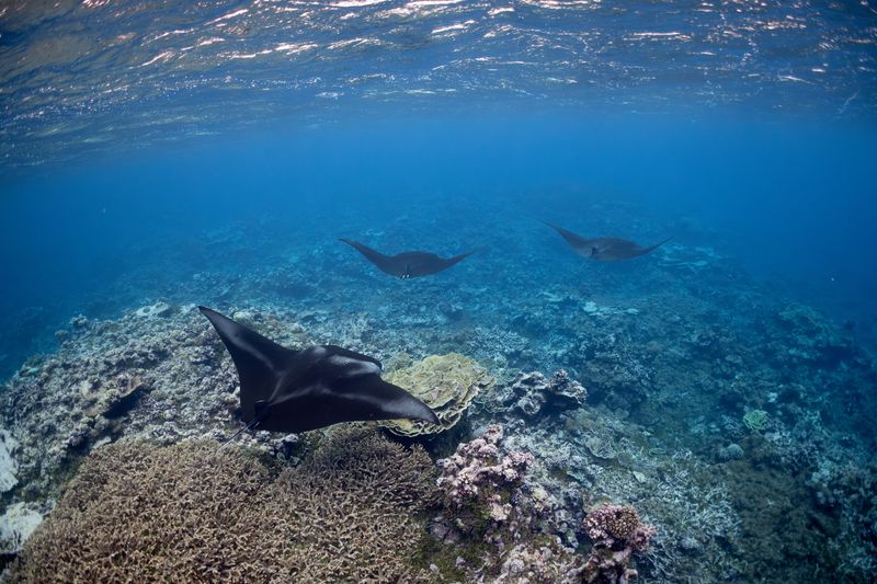 A manta ray train swims above the coral reef at the remote Palmyra Atoll National Wildlife Refuge, April 7, 2023. 