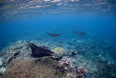 A manta ray train swims above the coral reef at the remote Palmyra Atoll National Wildlife Refuge, April 7, 2023. 