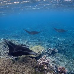 A manta ray train swims above the coral reef at the remote Palmyra Atoll National Wildlife Refuge, April 7, 2023. 
