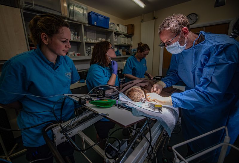 A sloth is undergoing a dental procedure and is surrounded by vet staff wearing blue scrubs.