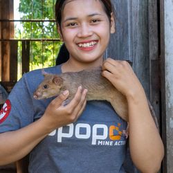 A photo of a young woman holding Ronin. The rat is standing on profile on her upper chest, as she supports him under her right hand and has her left on his back. She is smiling and we like to think Ronin is too. The woman is wearing grey t-shirt with APOPO on it. She is leaning against a weathered wooden doorframe and a room is visible behind her. 