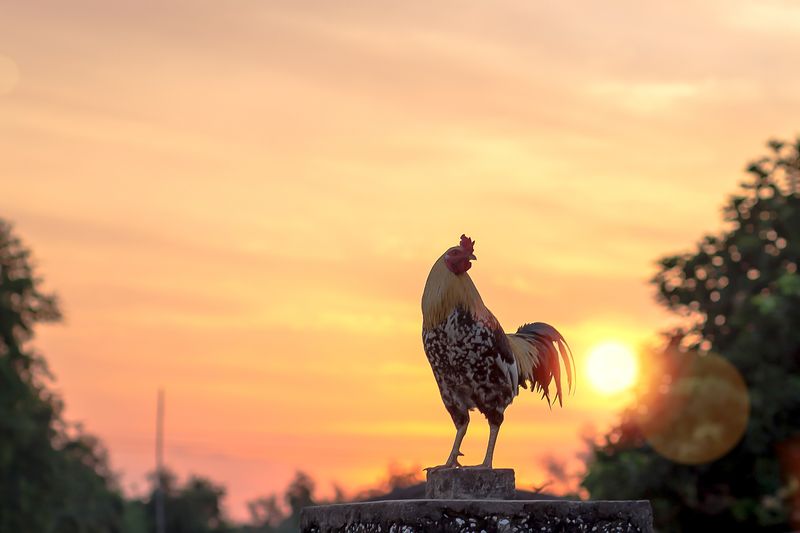 Chicken rooster on a beautiful sunrise sky with sun light in farm, autumn background 