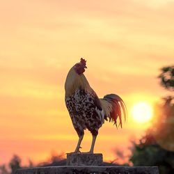 Chicken rooster on a beautiful sunrise sky with sun light in farm, autumn background 