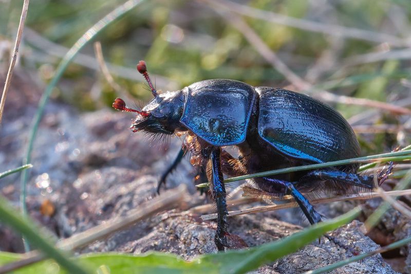 A close up photo of a scarab beetle on the ground among some grass. The beetle has a beautiful blue shimmer to its otherwise dark carapace. It is seen standing on some earth with some large strands of grass in view.  