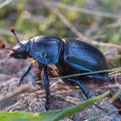 A close up photo of a scarab beetle on the ground among some grass. The beetle has a beautiful blue shimmer to its otherwise dark carapace. It is seen standing on some earth with some large strands of grass in view.  