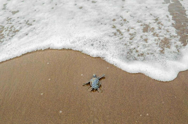 aerial shot of baby sea turtle making its way to the sea