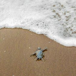 aerial shot of baby sea turtle making its way to the sea