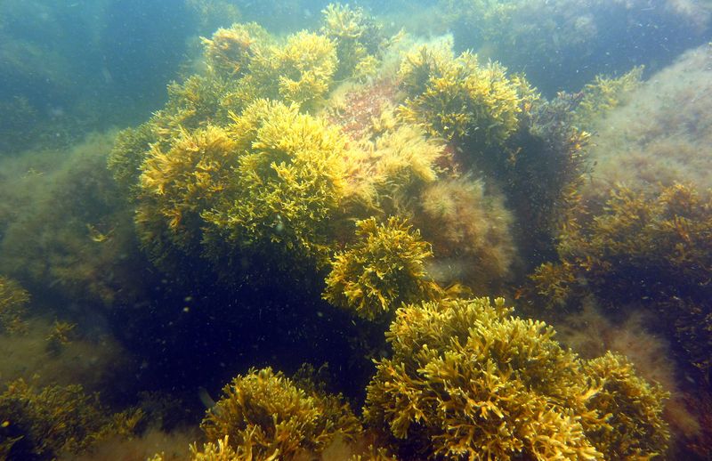 underwater photograph of a forest of common bladderwrack, a bushy, green-brown species of seaweed