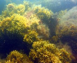 underwater photograph of a forest of common bladderwrack, a bushy, green-brown species of seaweed