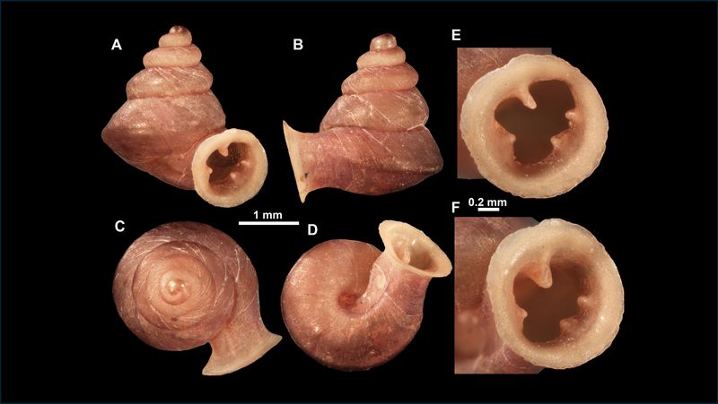 small, orange snail shells