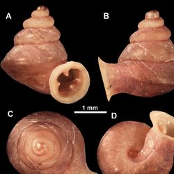 small, orange snail shells