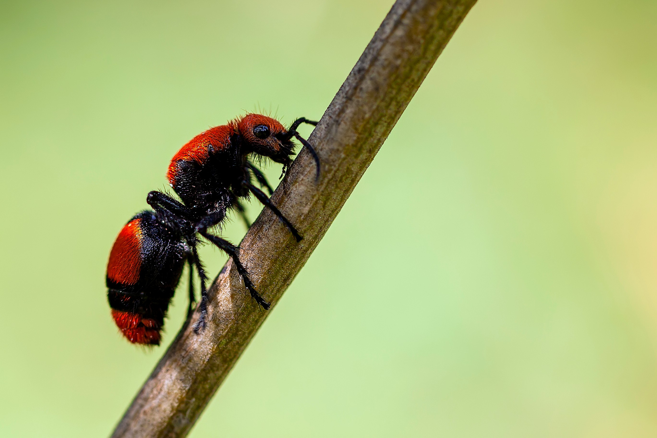 Red and black cow killer ant Red and black cow killer ant