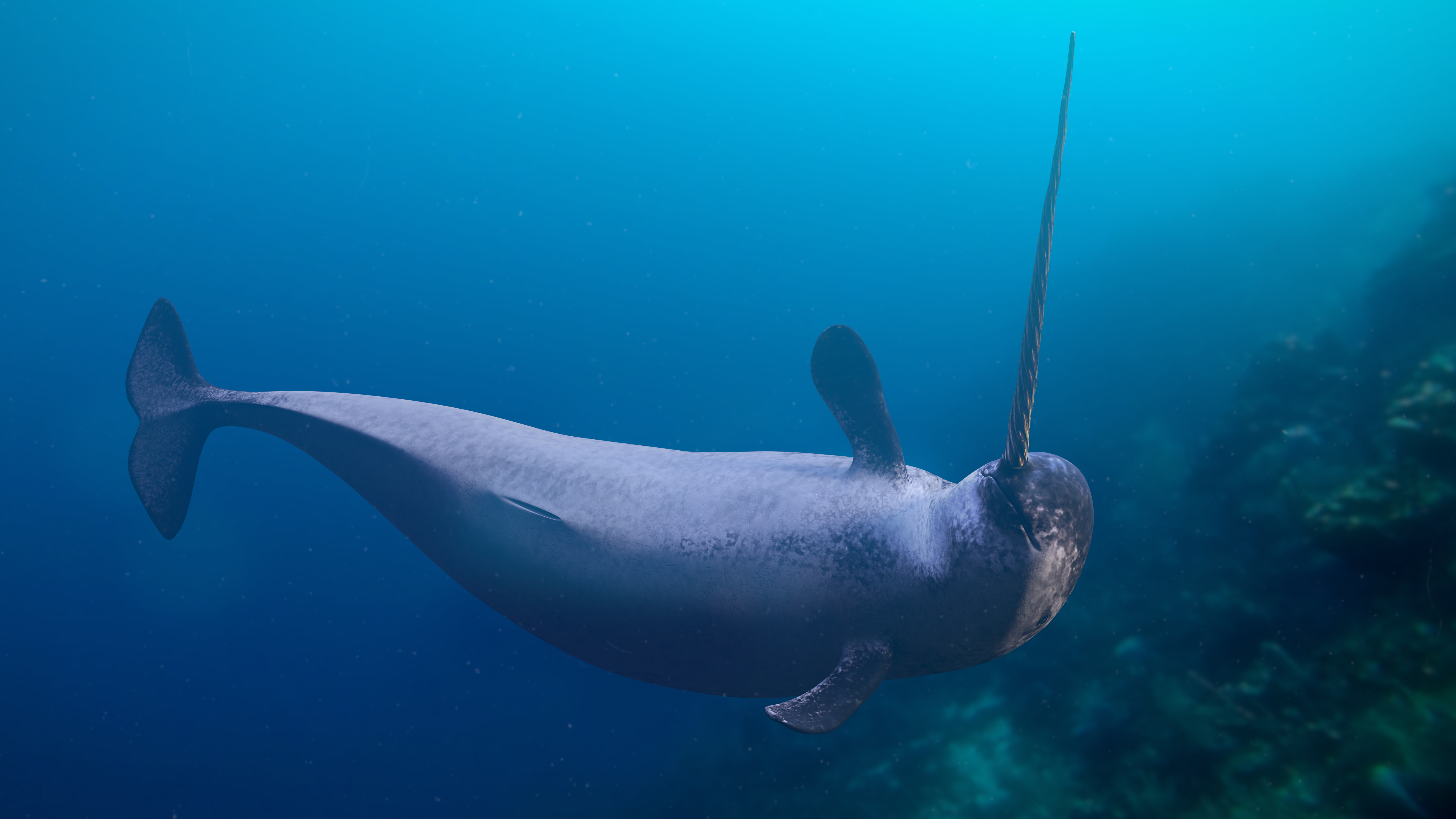 An artist's impression of a narwhal swimming the sea. An artist's impression of a narwhal swimming the sea.