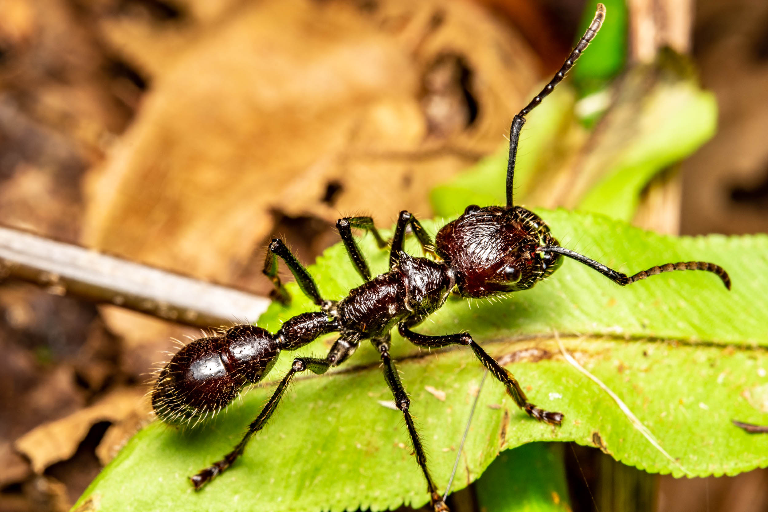 Bullet ant on leaf Bullet ant on leaf