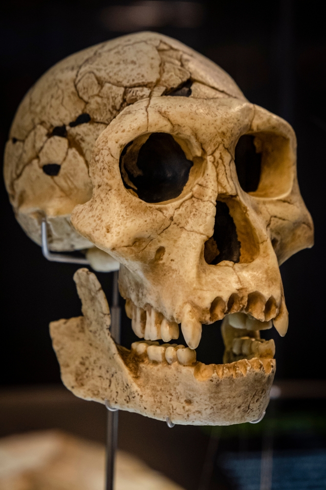 Five skulls belonging to H. georgicus have been discovered in Dmanisi, but are they really all from the same species? Five skulls belonging to H. georgicus have been discovered in Dmanisi, but are they really all from the same species?