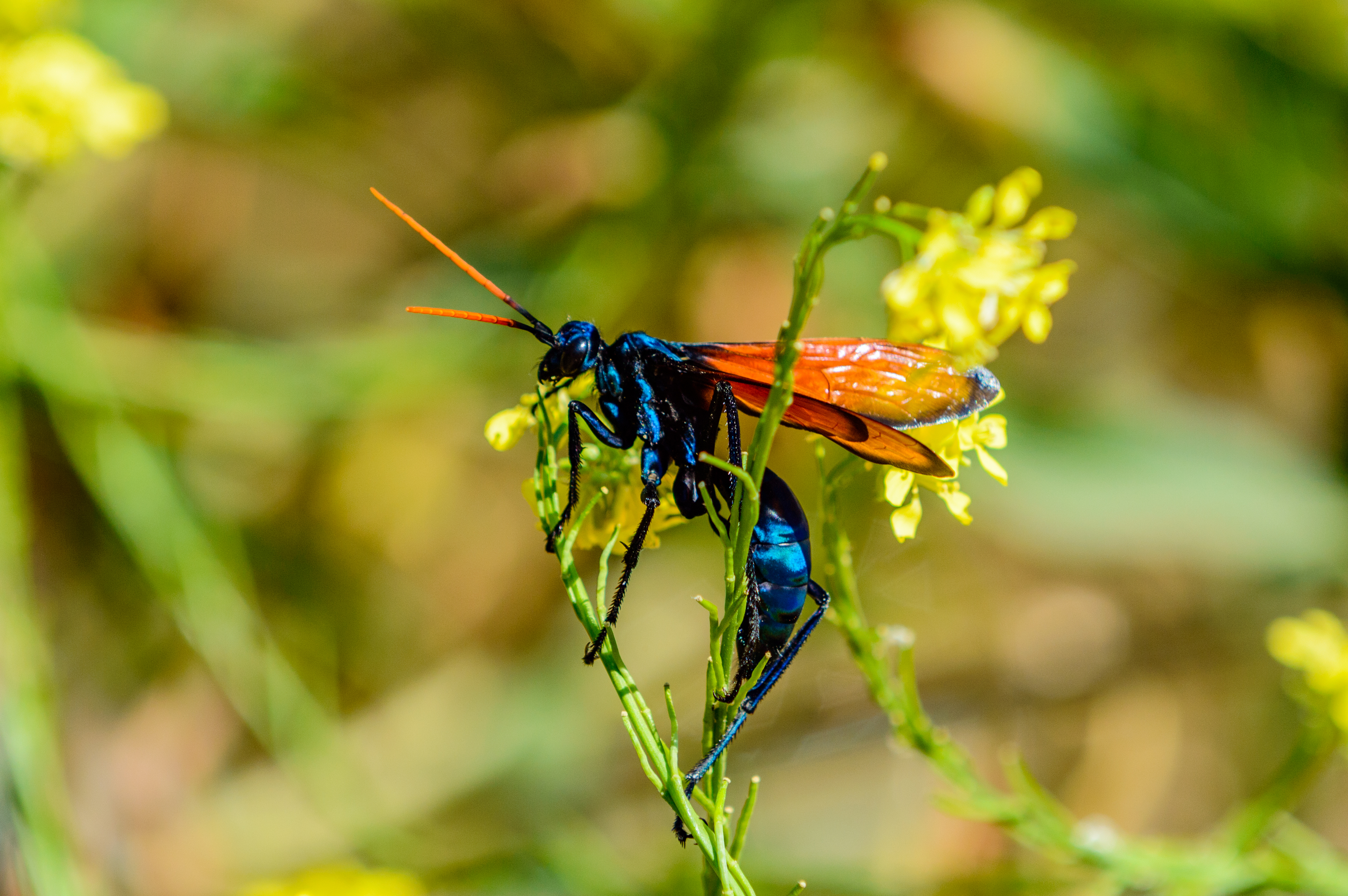 Tarantula hawk wasp Tarantula hawk wasp