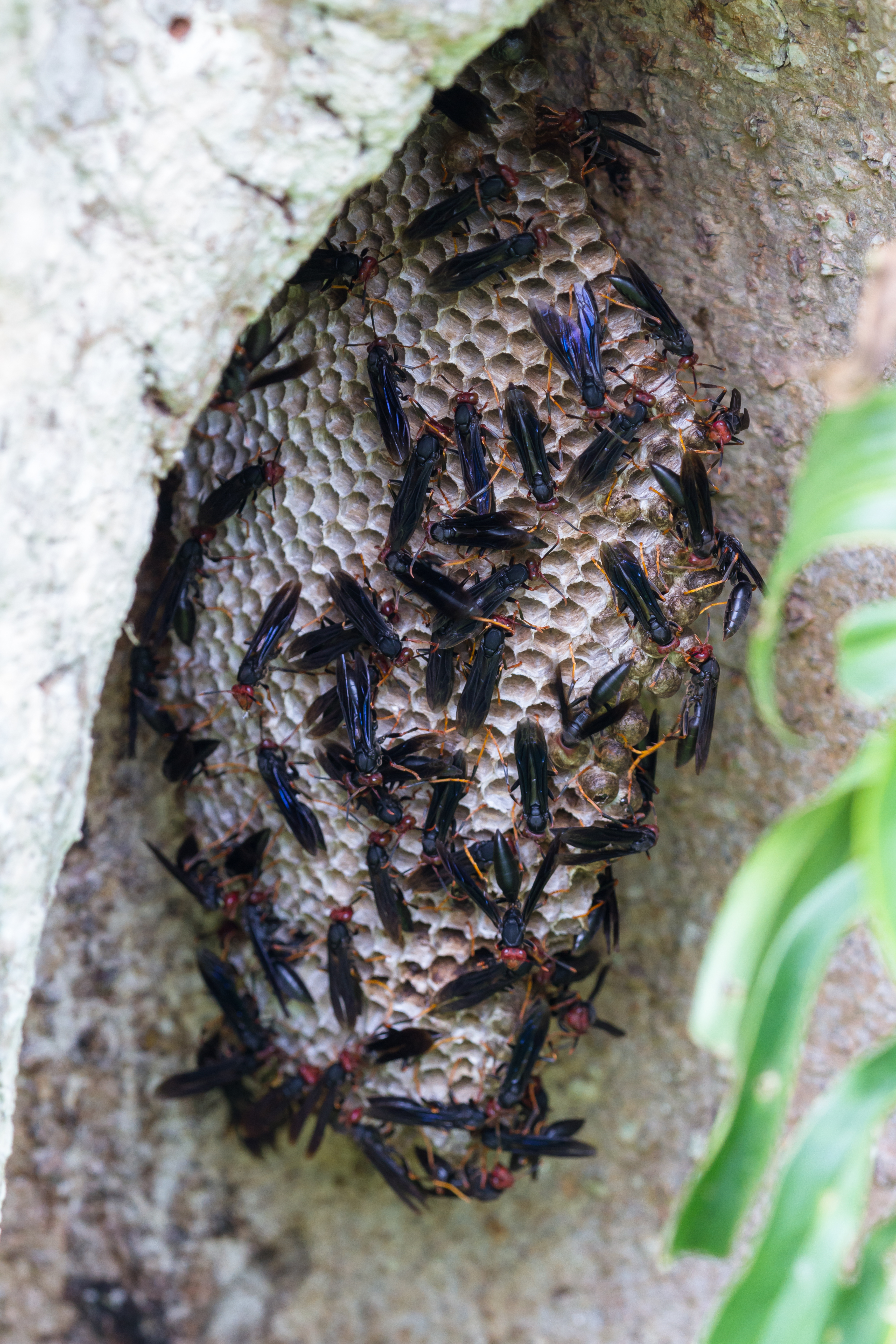 Warrior wasp nest Warrior wasp nest