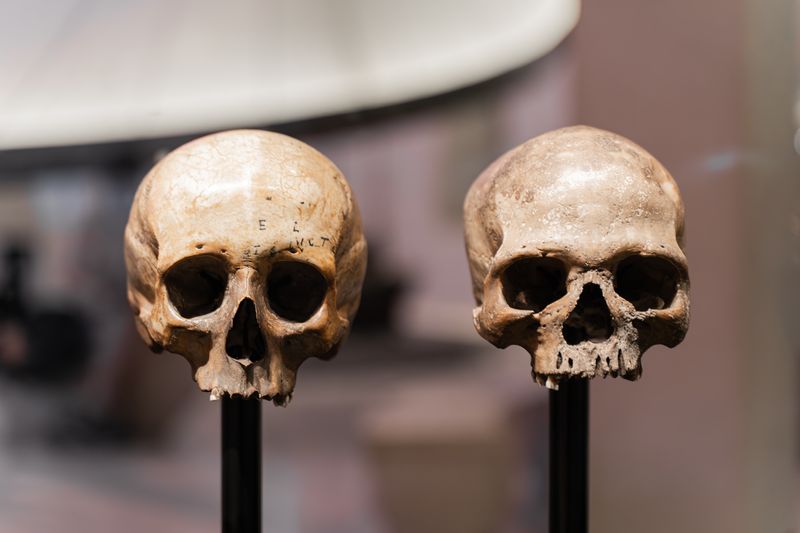 Skulls of human, hominins at a museum science exhibition.