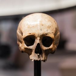 Skulls of human, hominins at a museum science exhibition.