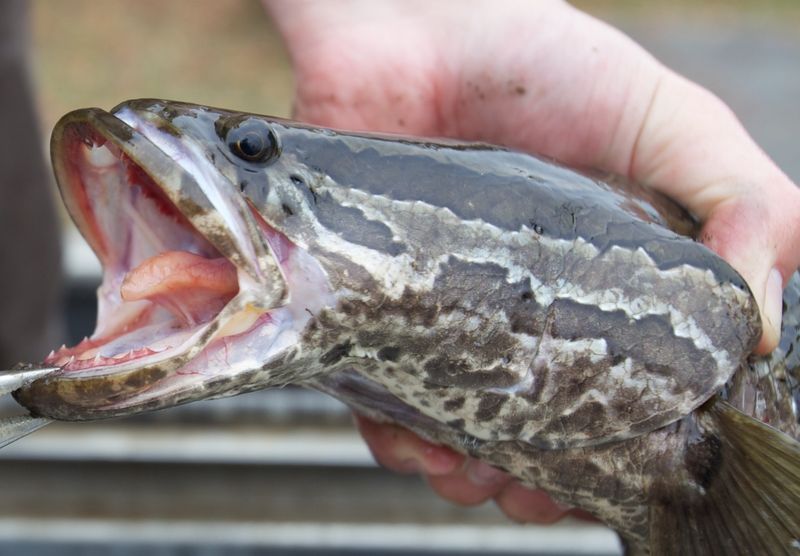 A northern snakehead close up with mouth open, highlighting its teeth.