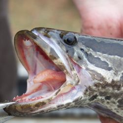 A northern snakehead close up with mouth open, highlighting its teeth.