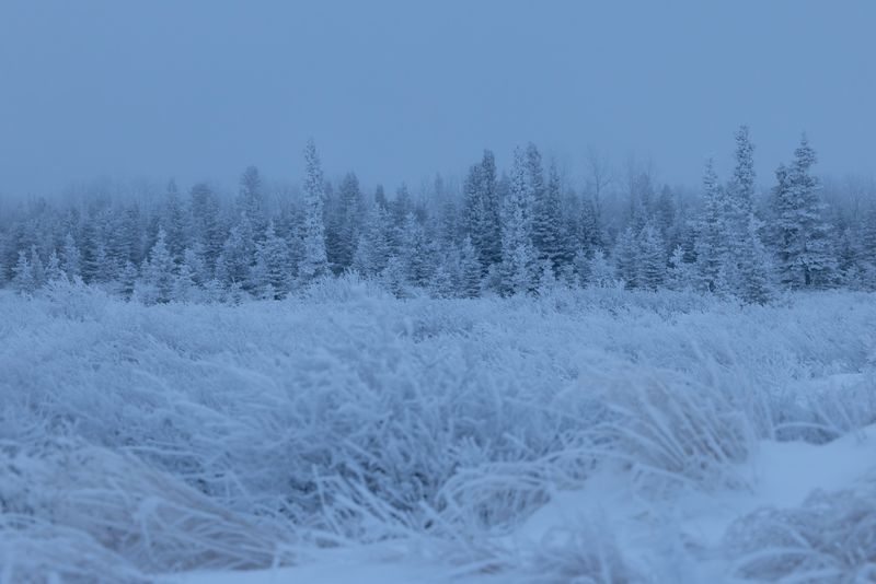 Snow-covered grass and trees