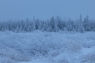Snow-covered grass and trees