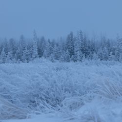 Snow-covered grass and trees