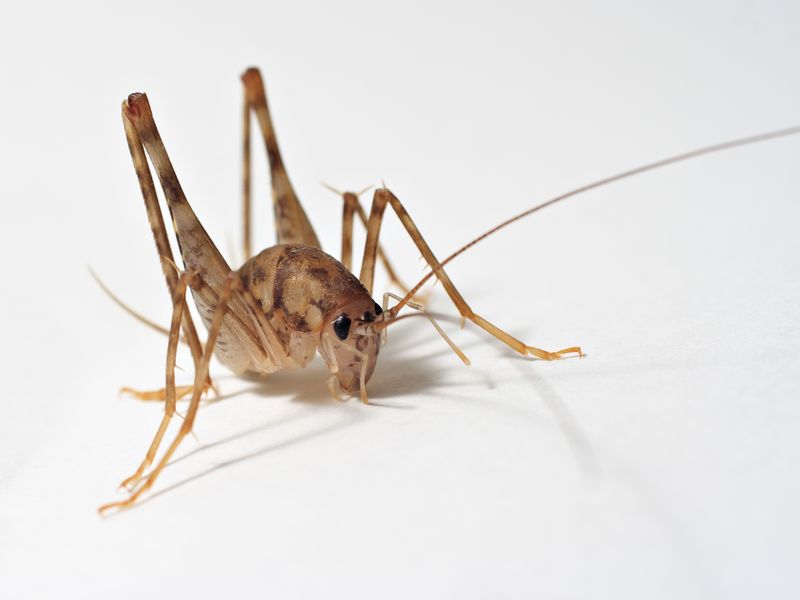 A spider cricket (most likely belonging to the genus Ceuthophilus) posing as a model for a photoshoot in eastern United States