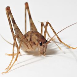 A spider cricket (most likely belonging to the genus Ceuthophilus) posing as a model for a photoshoot in eastern United States