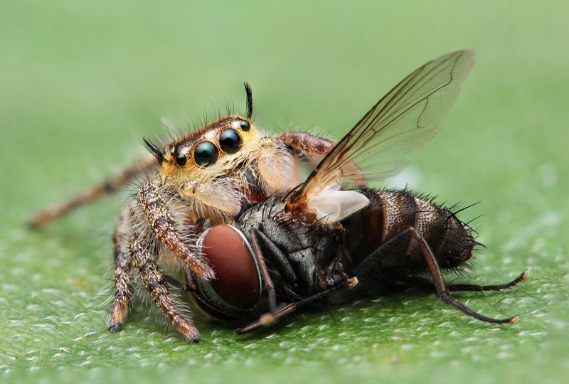 a jumping spider eating a fly