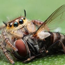 a jumping spider eating a fly