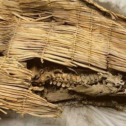 Mummy of Spirit Cave Man