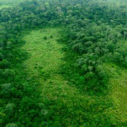 An aerial photo of the forests of the Congo Basin showing a large patch of trees surrounding a small clearing.  