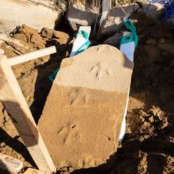 Sandstone showing 3 clear moa footprints with 3 toes.
