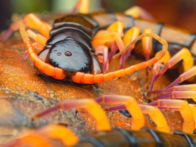 Scolopendra polymorpha, aka the common desert centipede, tiger centipede, banded desert centipede, or Sonoran Desert centipede, 