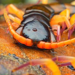 Scolopendra polymorpha, aka the common desert centipede, tiger centipede, banded desert centipede, or Sonoran Desert centipede, 