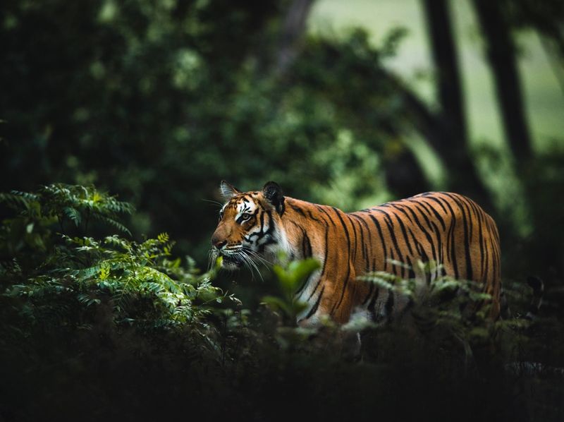 Tiger is a mammal 