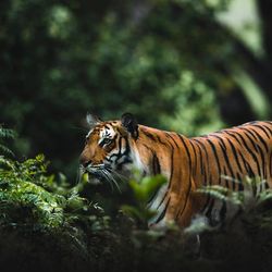 Tiger is a mammal 
