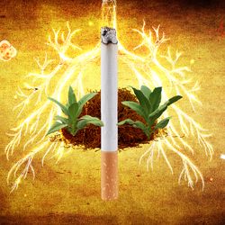 collage representing the health effects of tobacco use: pictured is a cigarette, a pile of dried tobacco, tobacco plants, a hand holding a pregnancy test, sperm, a brain, and cancer cells