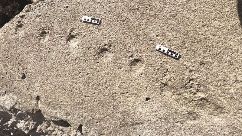top-down view of a fossilized pangolin trackway; the footprints appear as divots in the rock