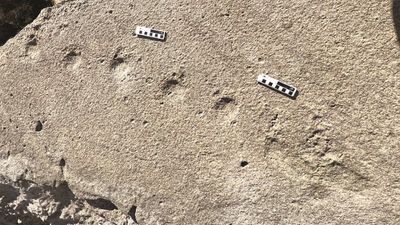 top-down view of a fossilized pangolin trackway; the footprints appear as divots in the rock