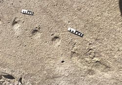 top-down view of a fossilized pangolin trackway; the footprints appear as divots in the rock