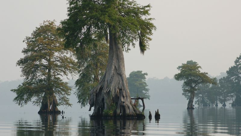 Cypress trees at Great Dismal Swamp National Wildlife Refuge in Virginia and North Carolina.