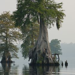 Cypress trees at Great Dismal Swamp National Wildlife Refuge in Virginia and North Carolina.