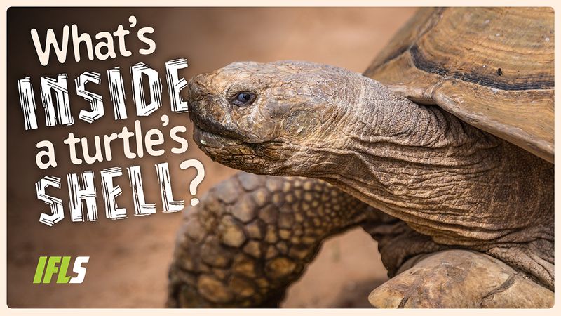 A turtle close up