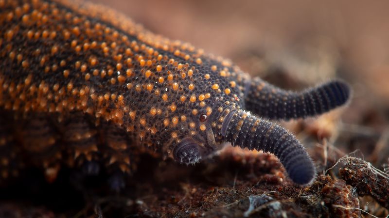 close up photograph of a new zealand velvet worm, a small, caterpillar like bug that is black with orange speckles