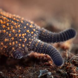 close up photograph of a new zealand velvet worm, a small, caterpillar like bug that is black with orange speckles