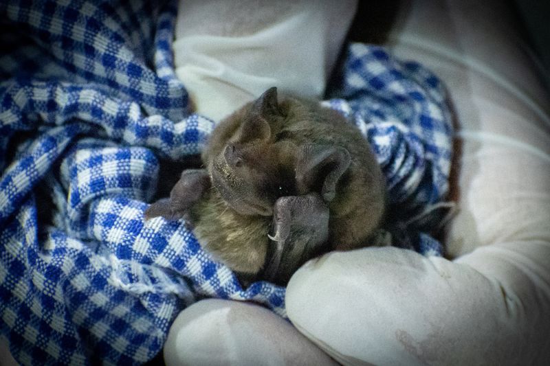 small bat held in a blue and white gingham cloth and a white-gloved hand